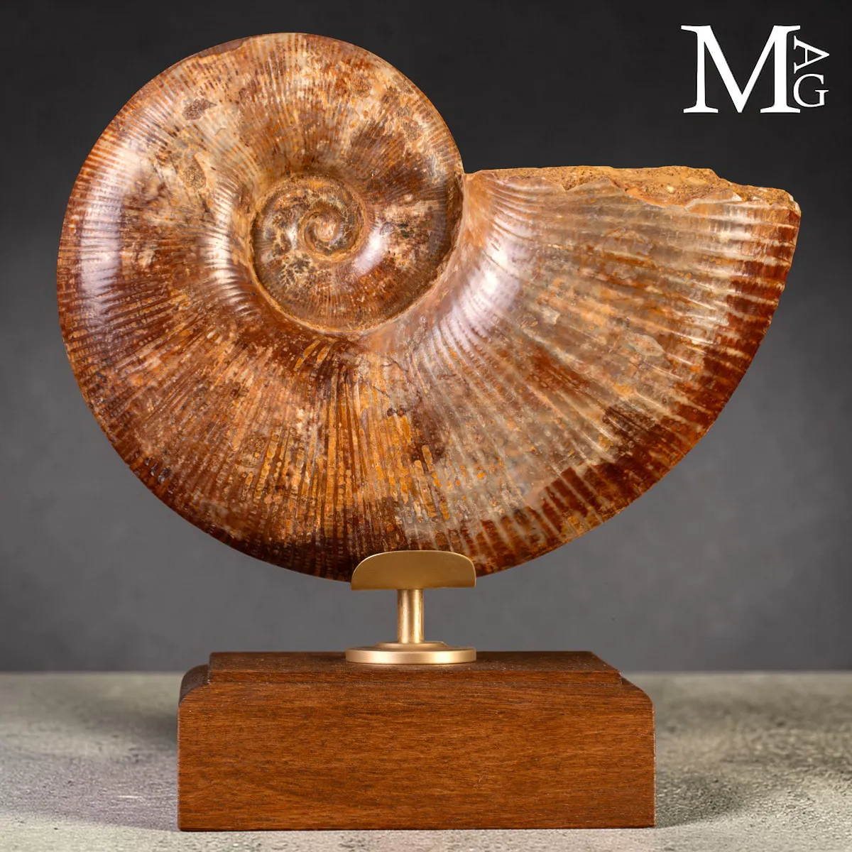 Ammonite Fossile – Lytoceras