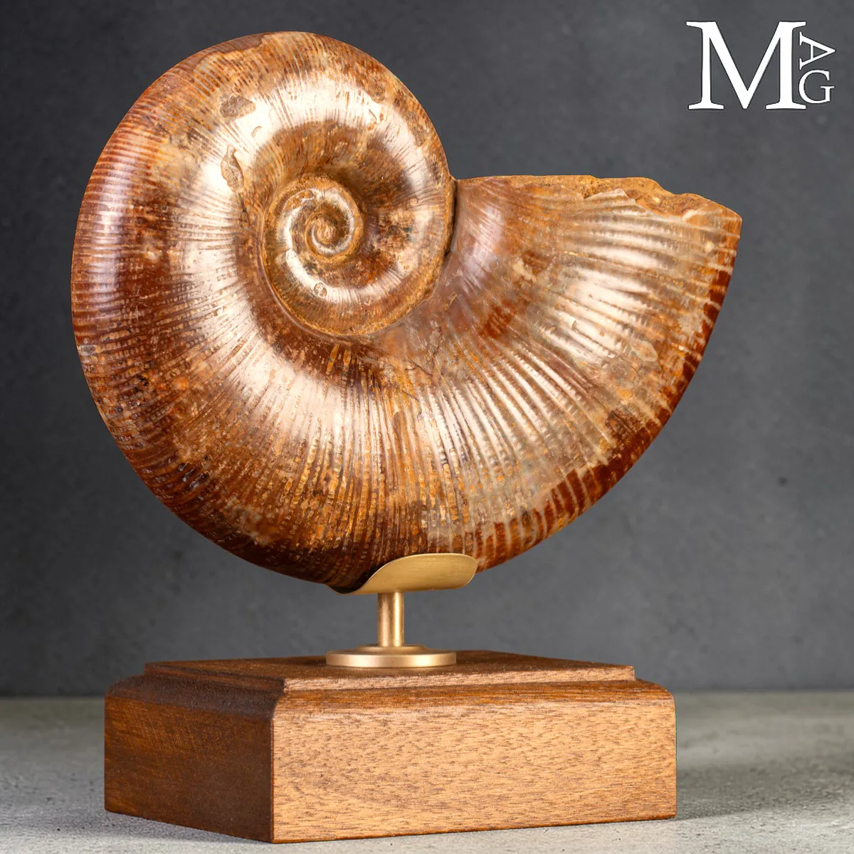 Ammonite Fossile – Lytoceras