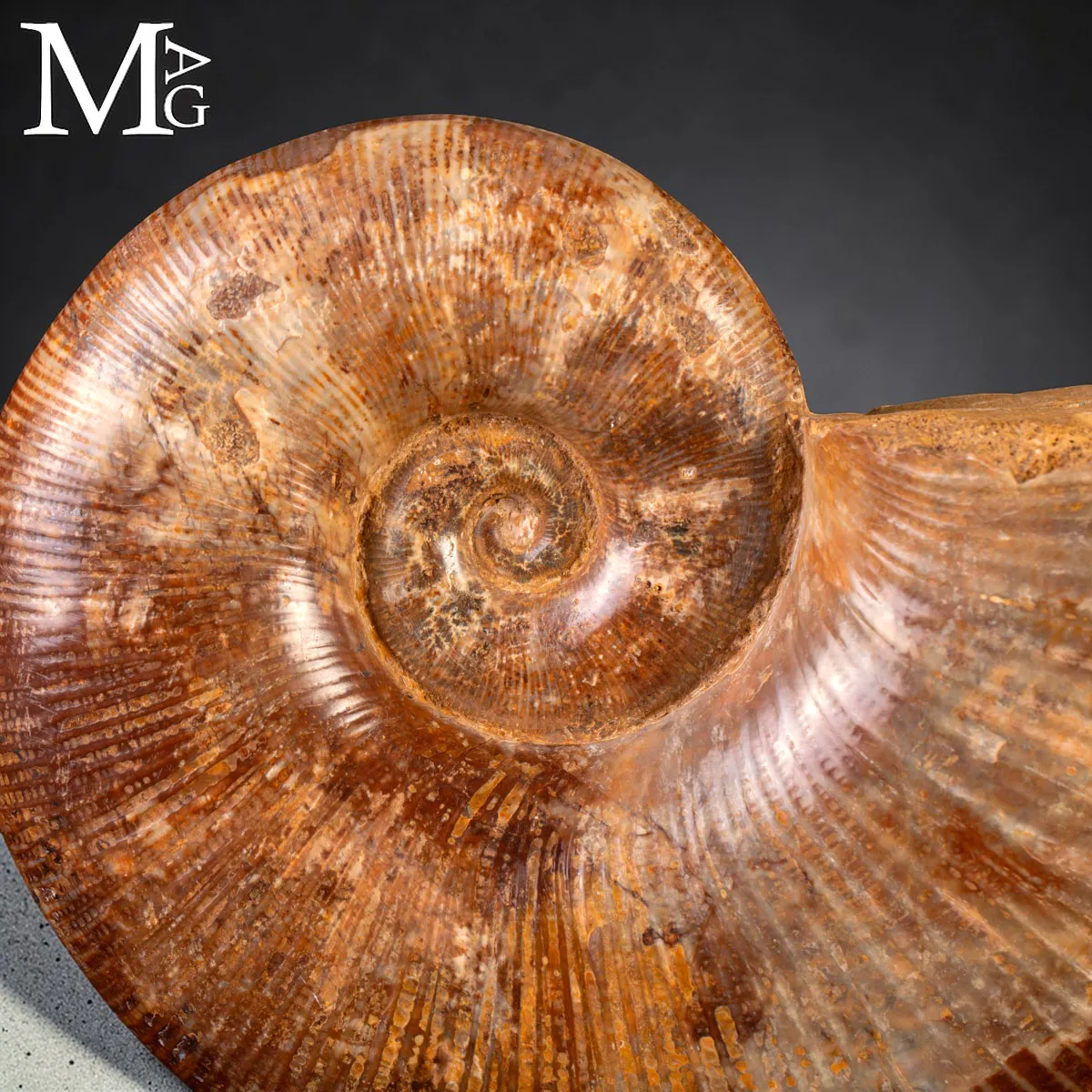Ammonite Fossile – Lytoceras