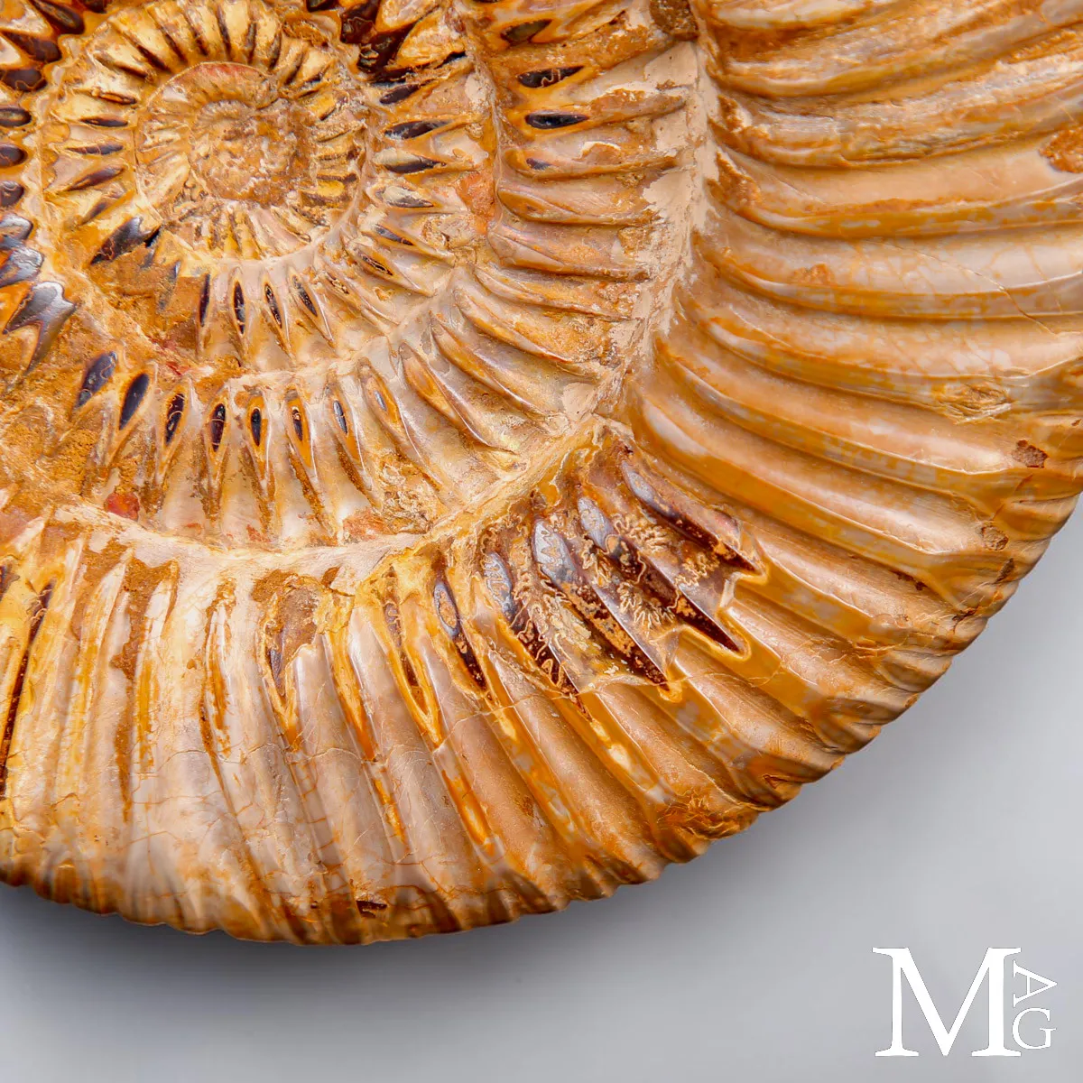 Ammonite Fossile Perisphinctes del Madagascar su Base