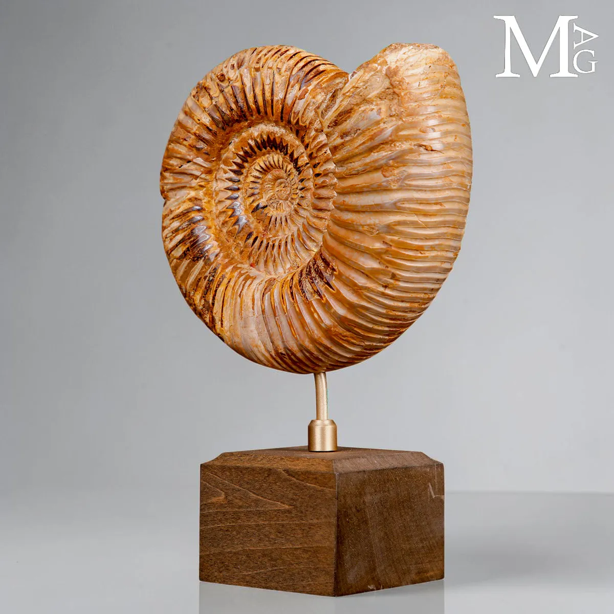 Ammonite Fossile Perisphinctes del Madagascar su Base