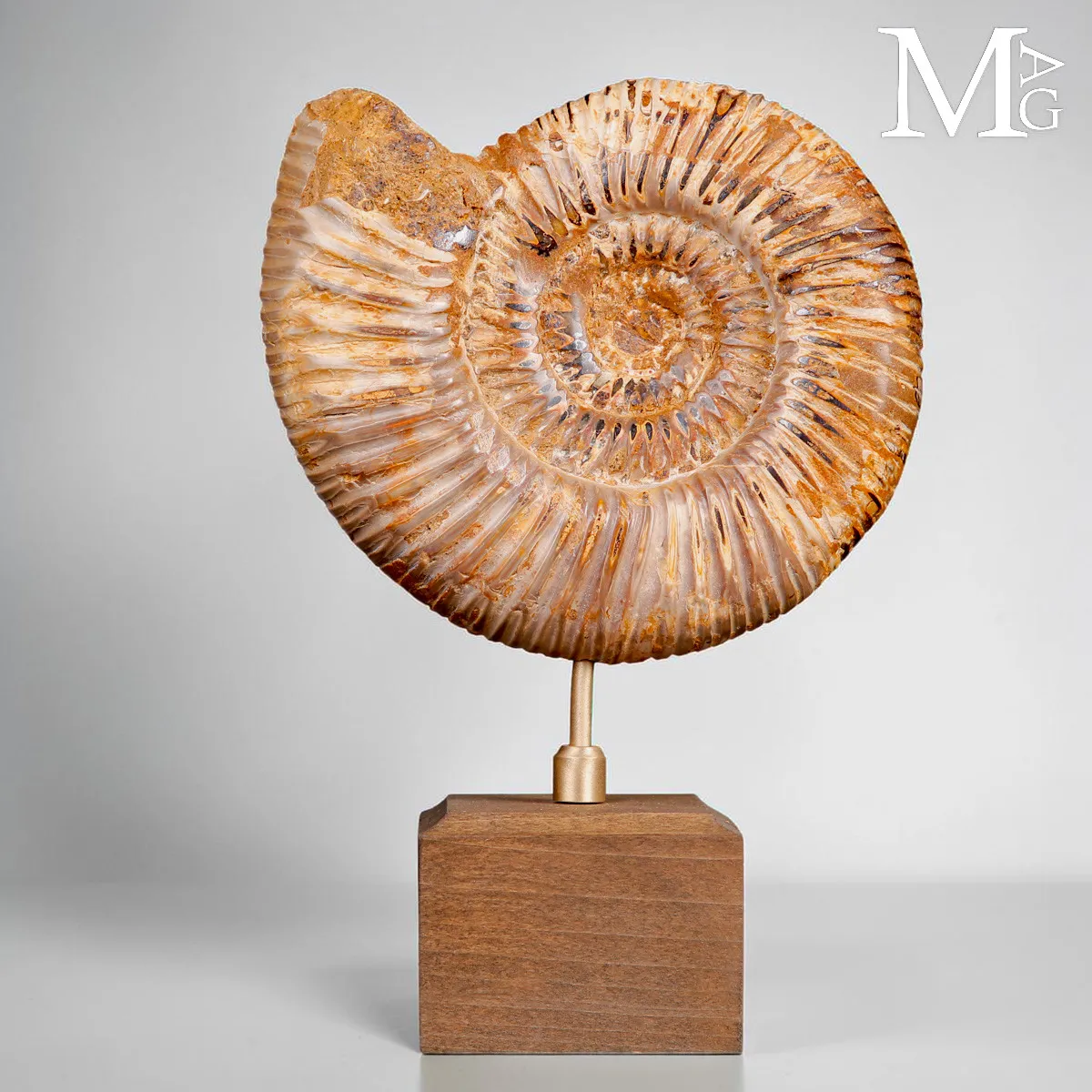 Ammonite Fossile Perisphinctes del Madagascar su Base