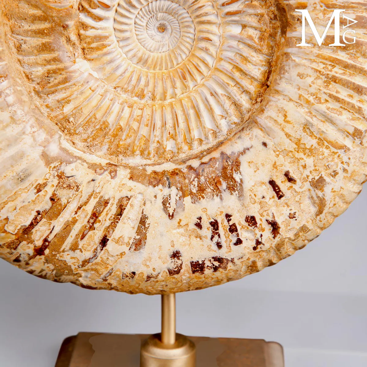 Ammonite Fossile Perisphinctes del Madagascar su Base