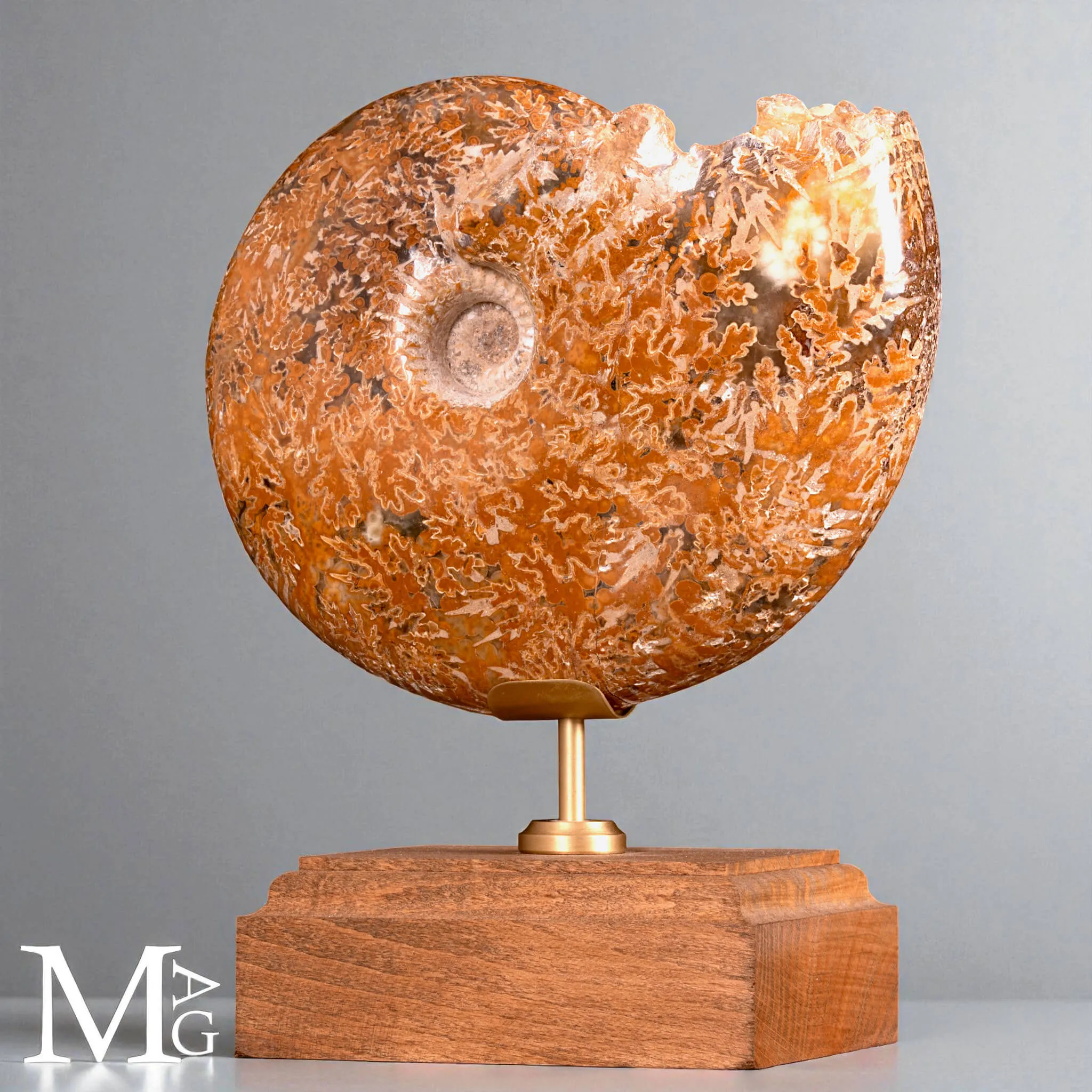 Phylloceras – Ammonite fossile su base in legno