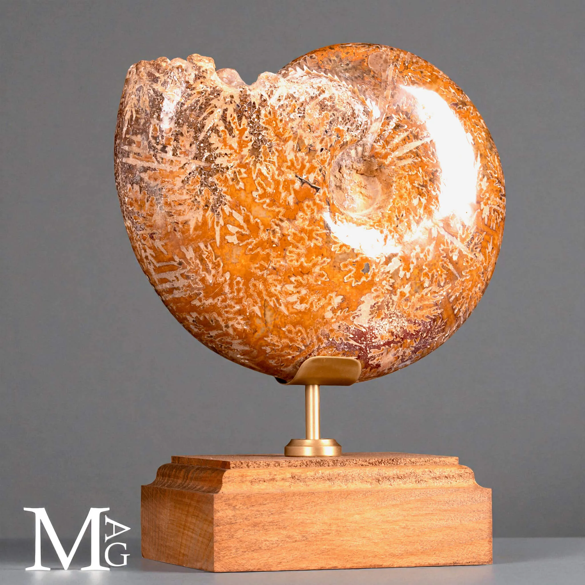 Phylloceras – Ammonite fossile su base in legno