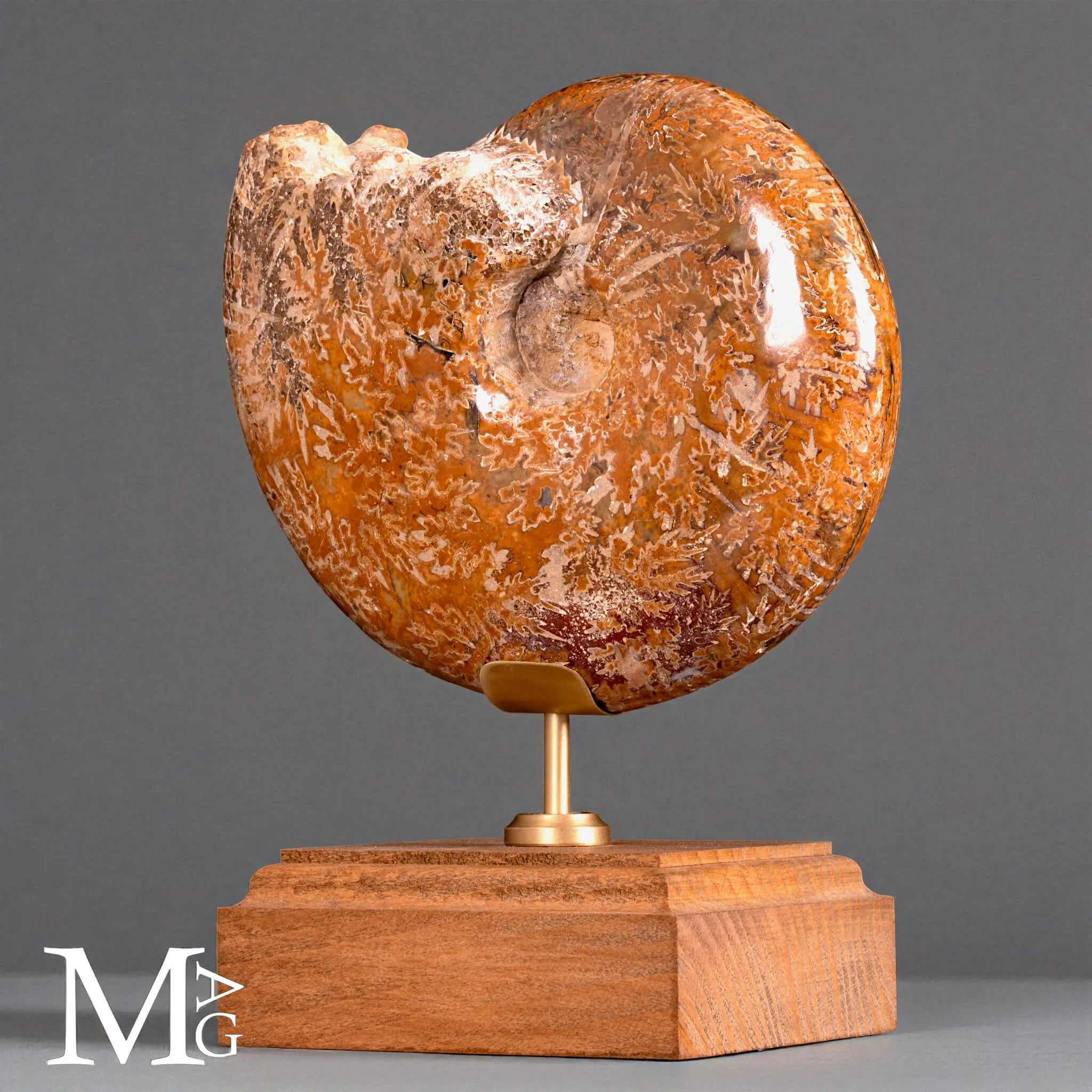 Phylloceras – Ammonite fossile su base in legno