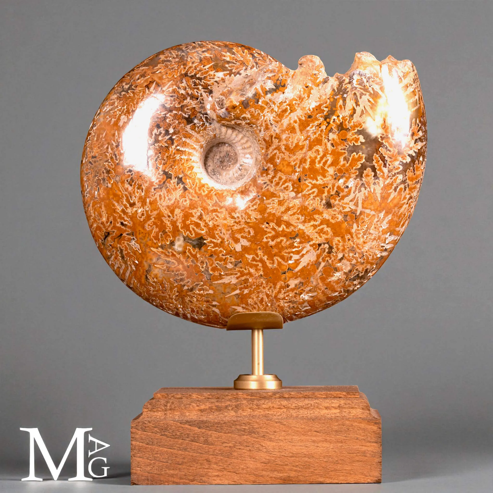 Phylloceras – Ammonite fossile su base in legno