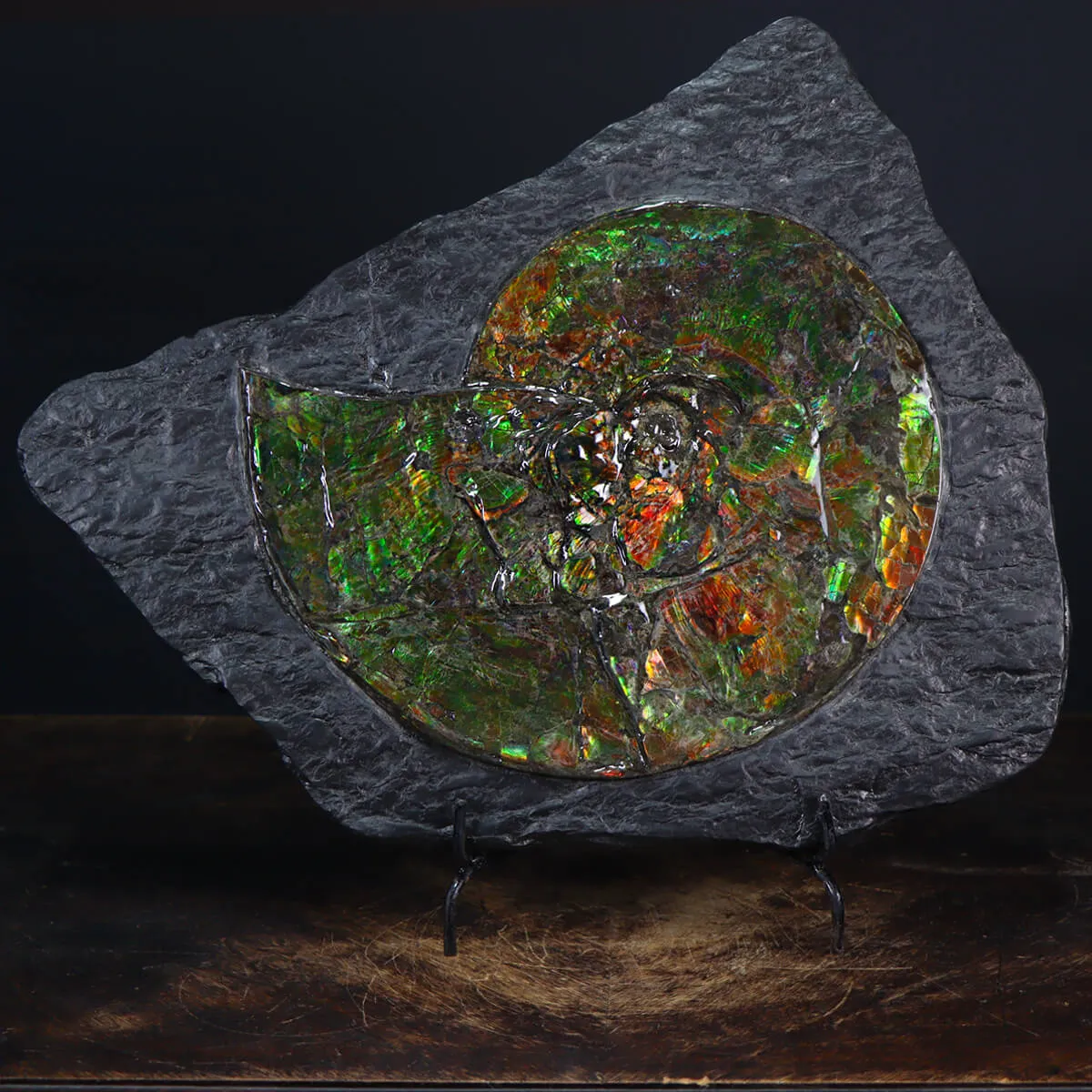 Ammonite Placenticeras Costatum