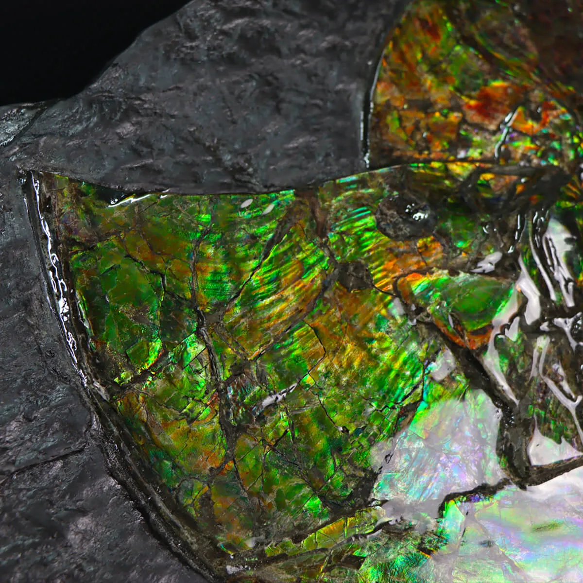 Ammonite Placenticeras Costatum