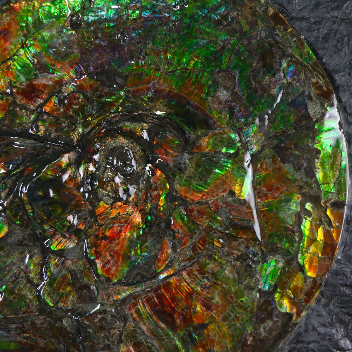 Ammonite Placenticeras Costatum