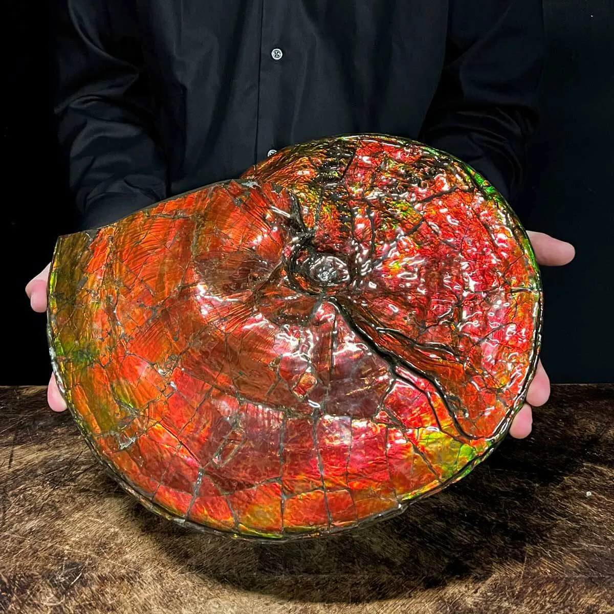 Straordinaria Ammonite Placenticeras Intercalare.