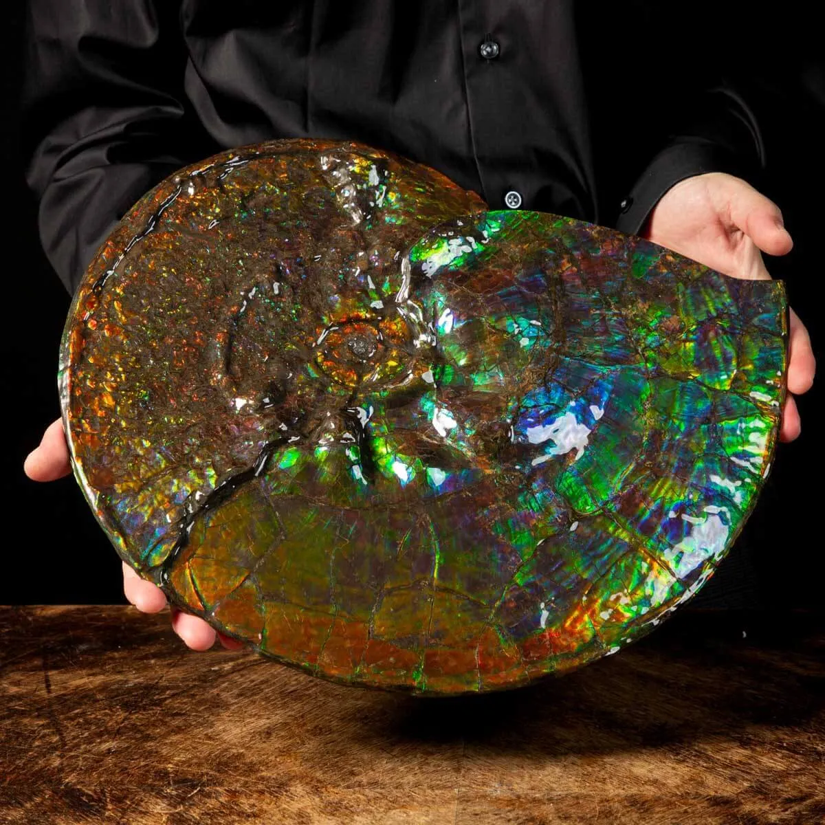 Straordinaria Ammonite Placenticeras Intercalare.