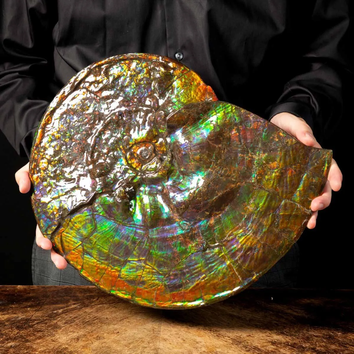 Straordinaria Ammonite Placenticeras Intercalare.