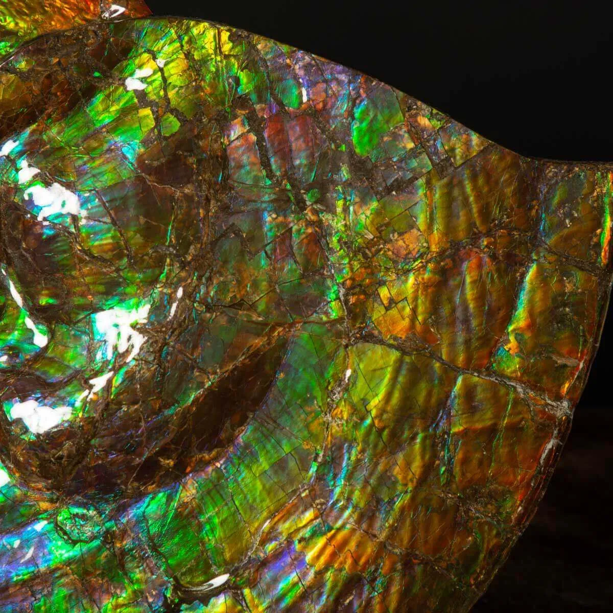 Straordinaria Ammonite Placenticeras Intercalare.