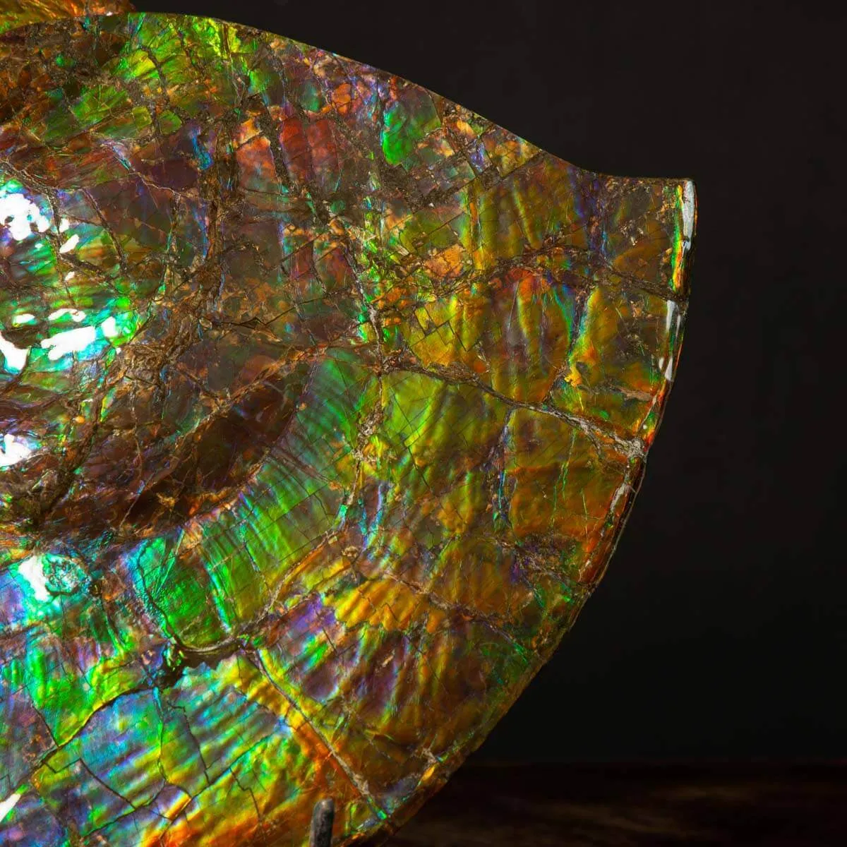 Straordinaria Ammonite Placenticeras Intercalare.