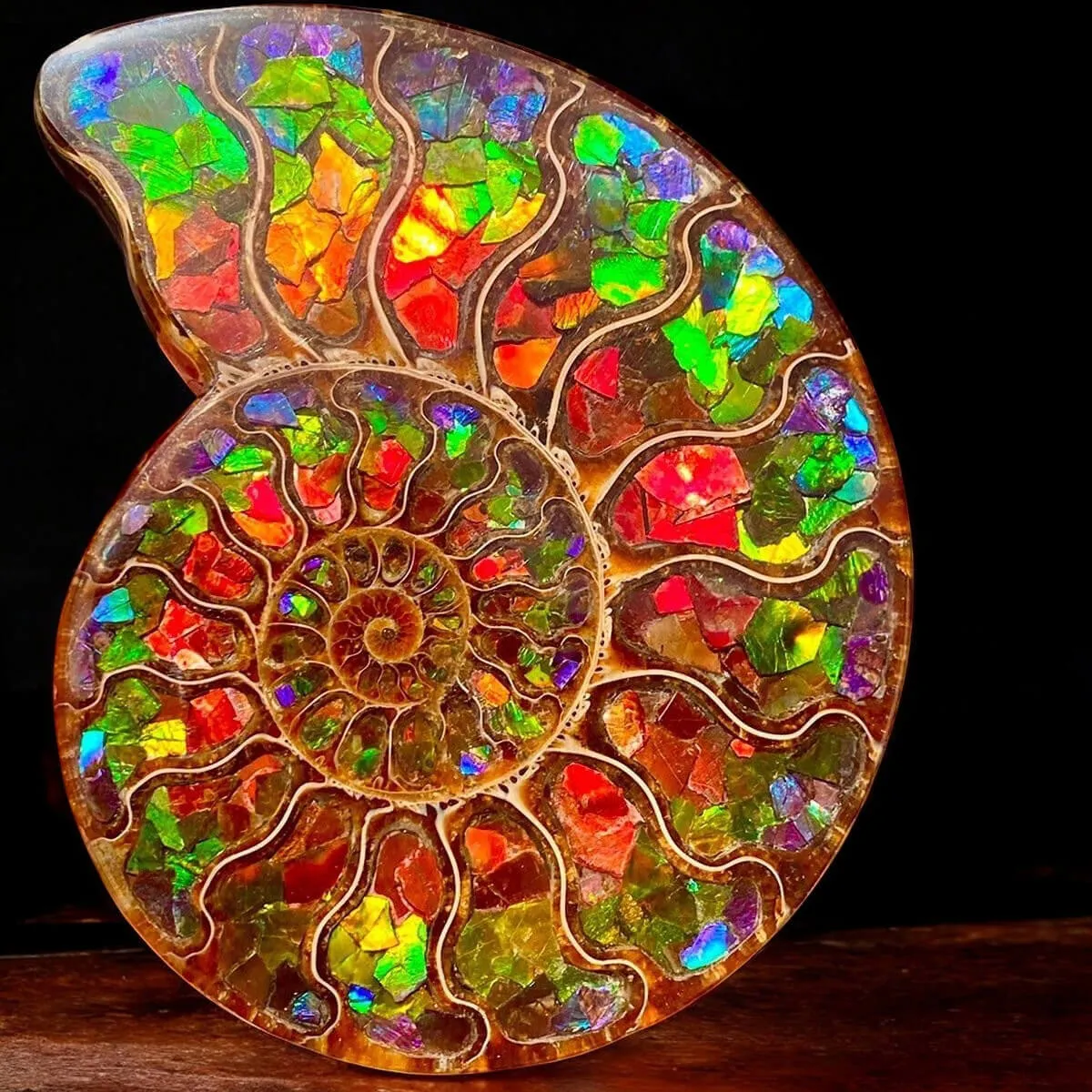 Ammonite Cleoniceras con Ammolite – Un Capolavoro Unico della Natura e dell'Arte.
