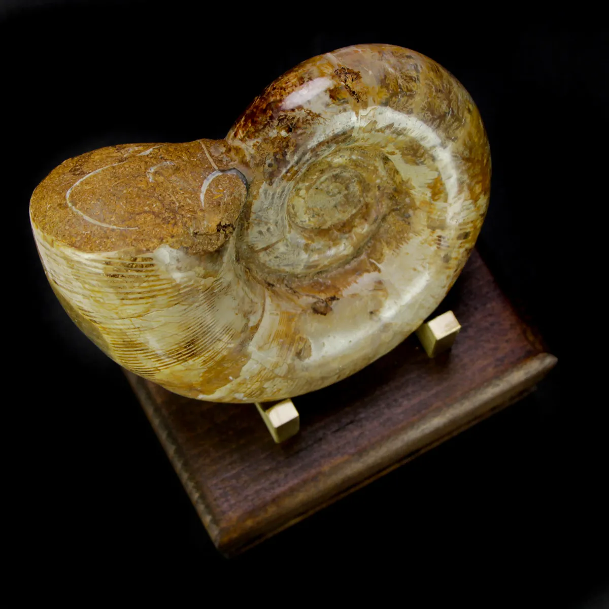 Ammonite Cleoniceras Lytoceras