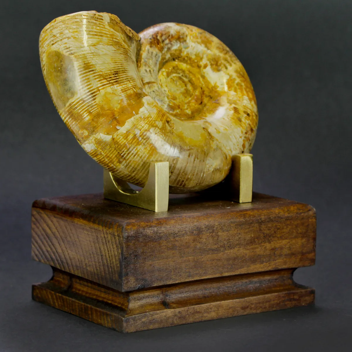 Ammonite Cleoniceras Lytoceras