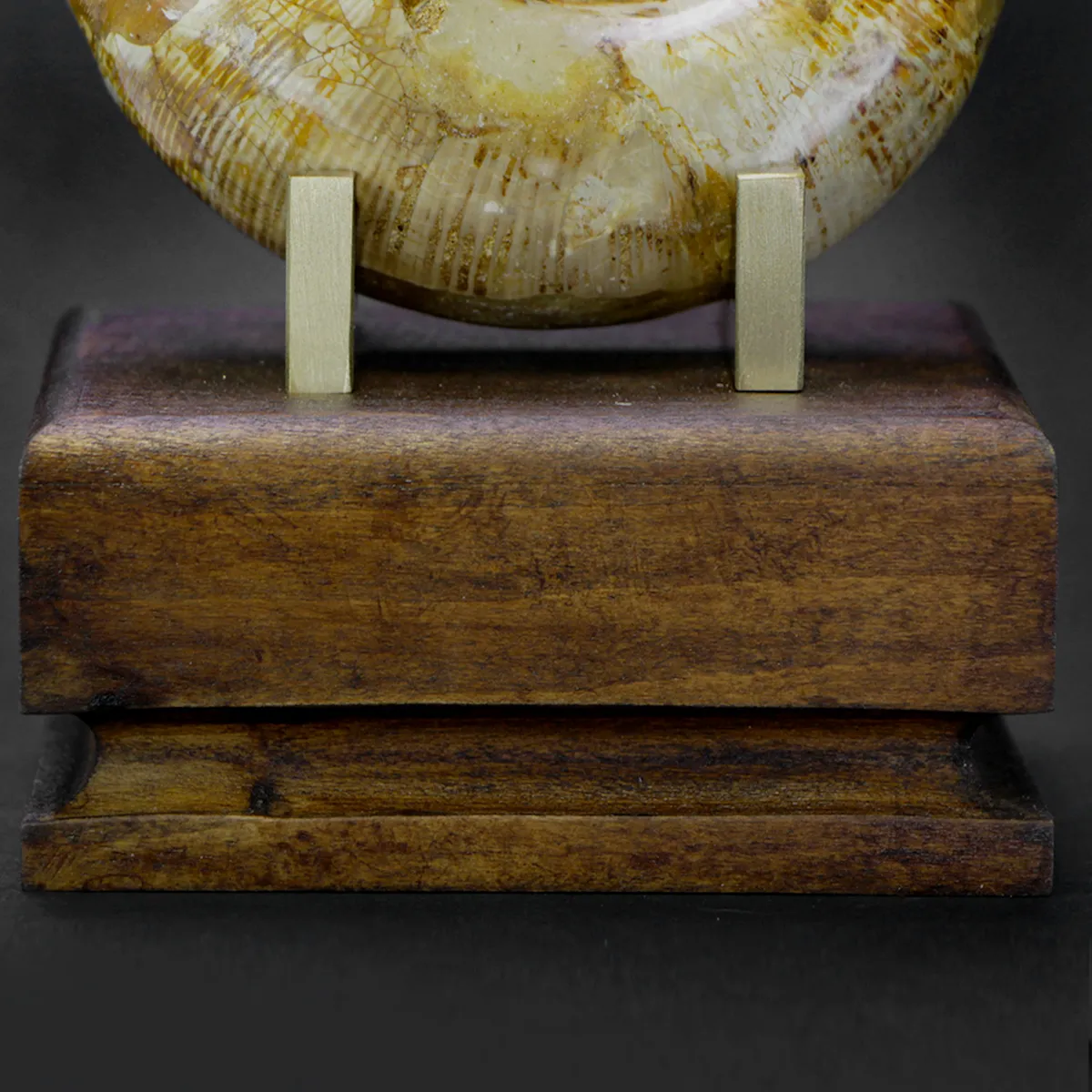 Ammonite Cleoniceras Lytoceras
