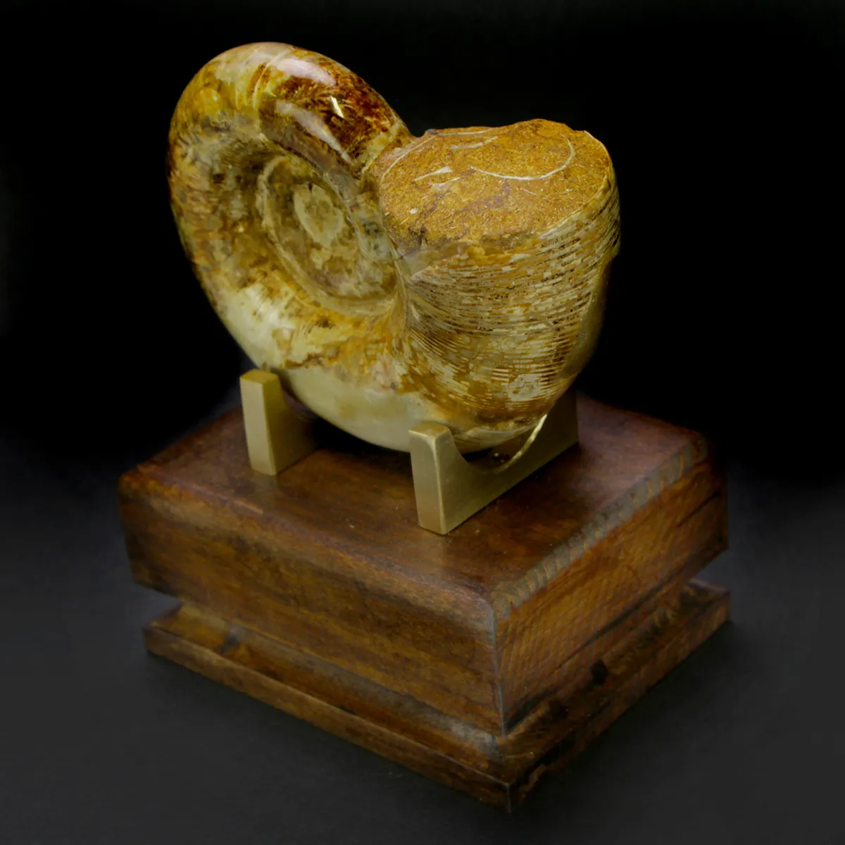 Ammonite Cleoniceras Lytoceras