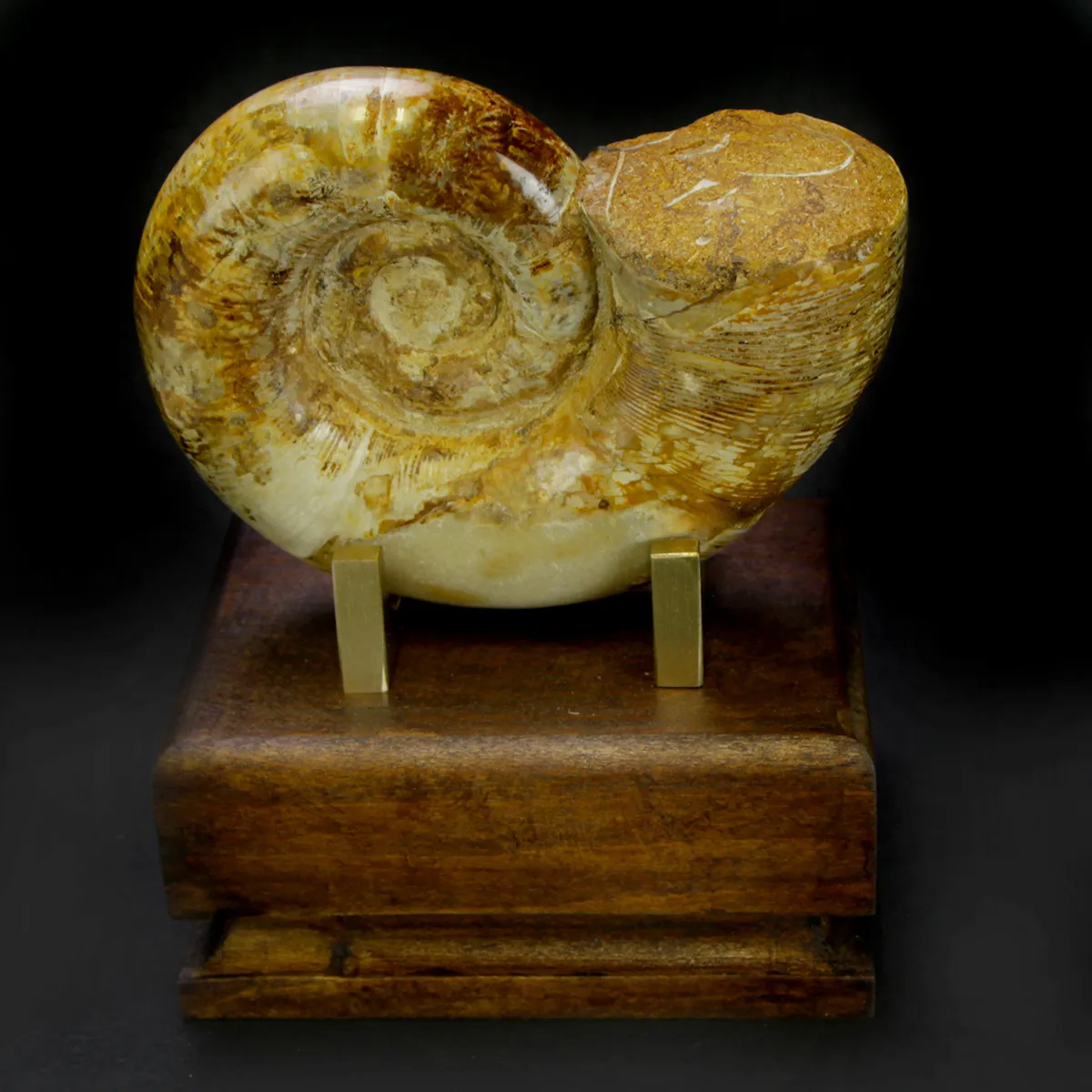 Ammonite Cleoniceras Lytoceras