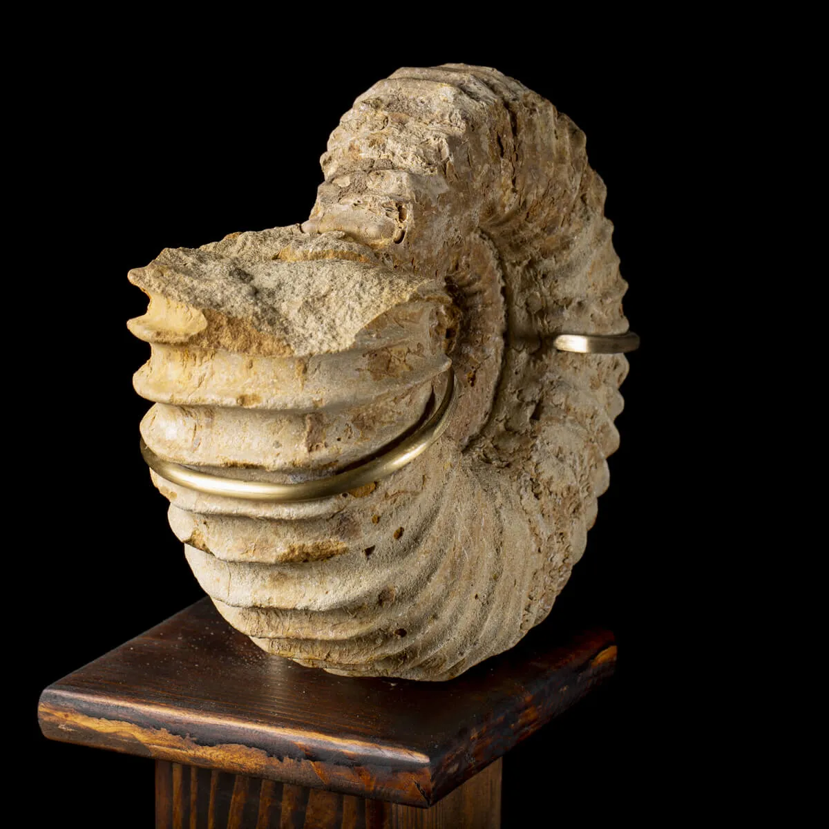Ammonite Douvilleiceras Gigante