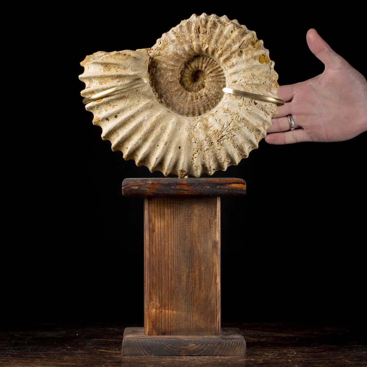 Ammonite Douvilleiceras Gigante
