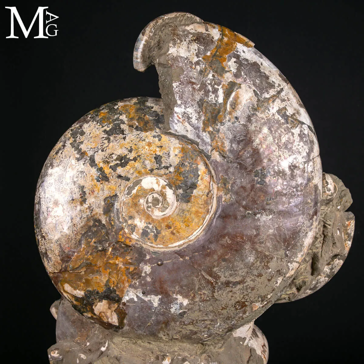 Grande Blocco Fossile con Ammoniti e Nautiloide – Madagascar