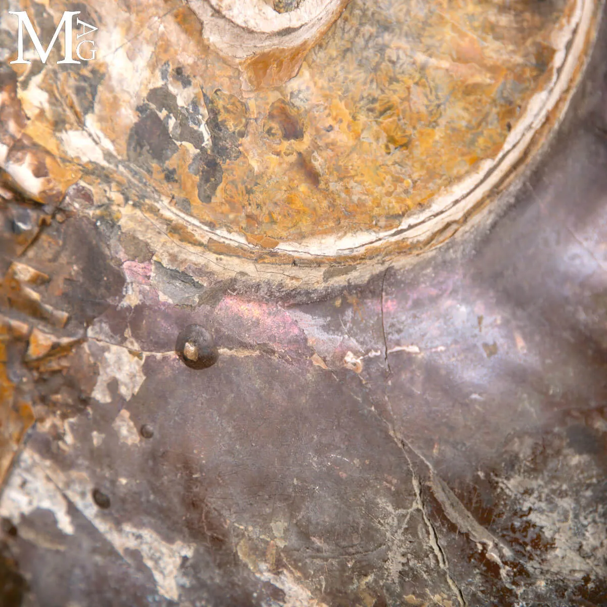 Grande Blocco Fossile con Ammoniti e Nautiloide – Madagascar