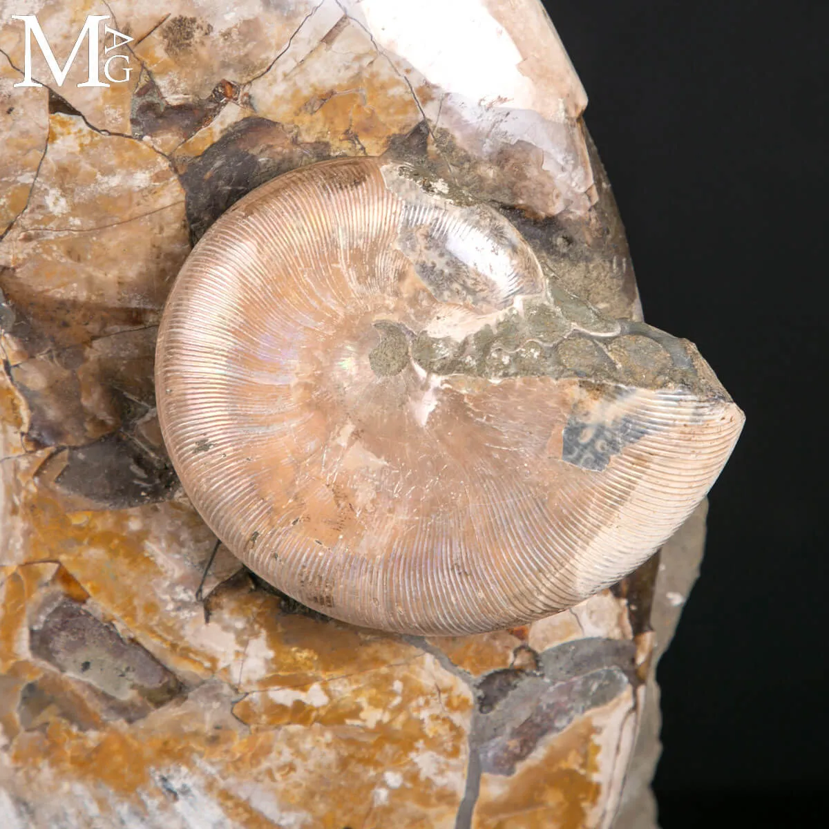 Grande Blocco Fossile con Ammoniti e Nautiloide – Madagascar