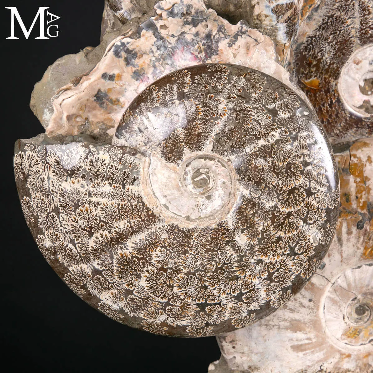 Grande Blocco Fossile con Ammoniti e Nautiloide – Madagascar