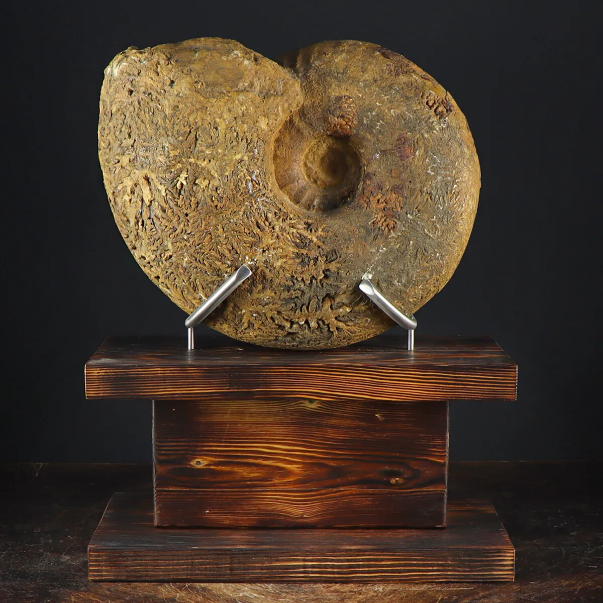Ammonite Phylloceras