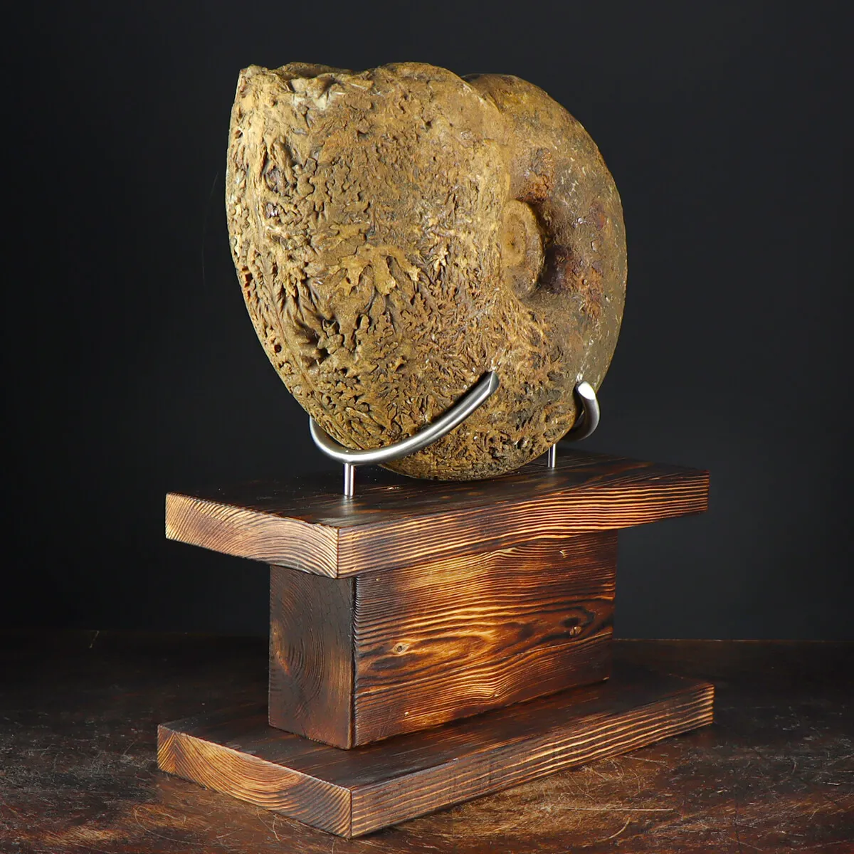 Ammonite Phylloceras