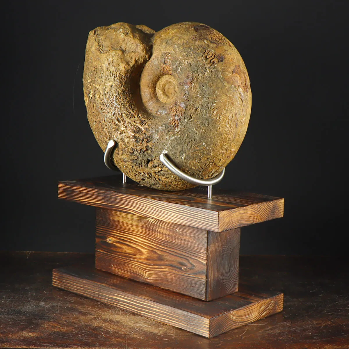 Ammonite Phylloceras