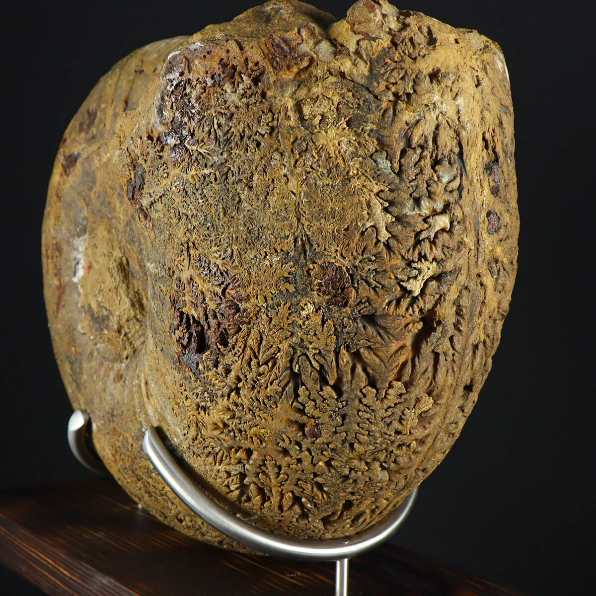 Ammonite Phylloceras