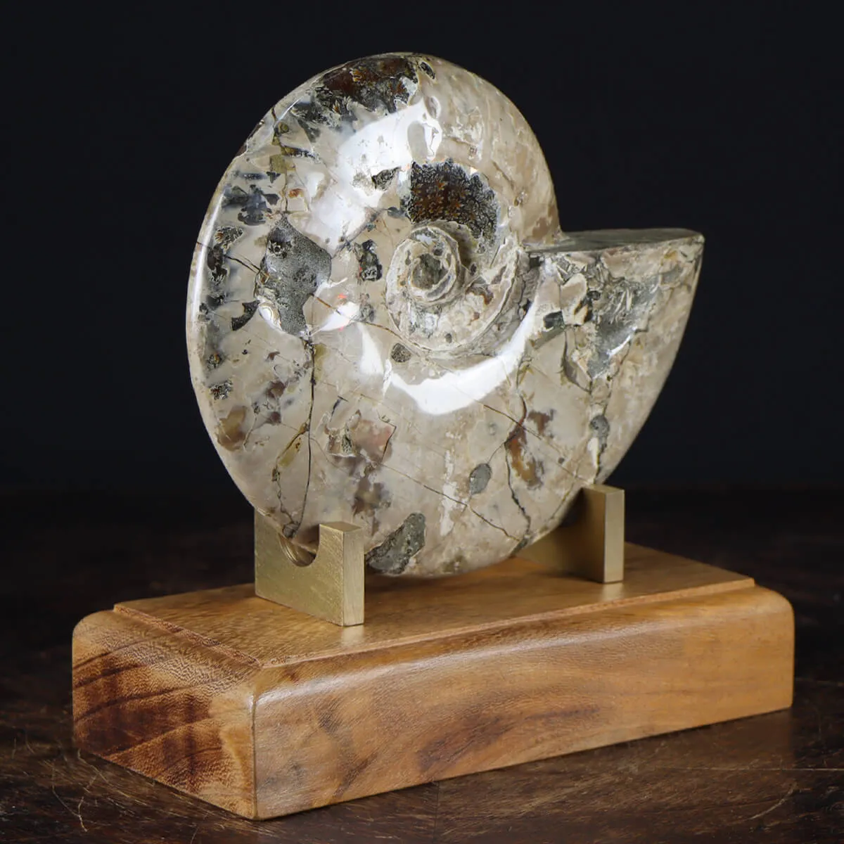 Ammonite Cleoniceras
