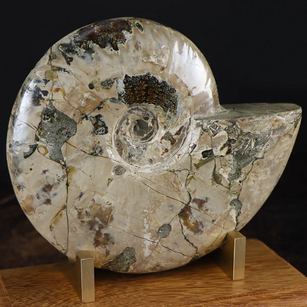 Ammonite Cleoniceras