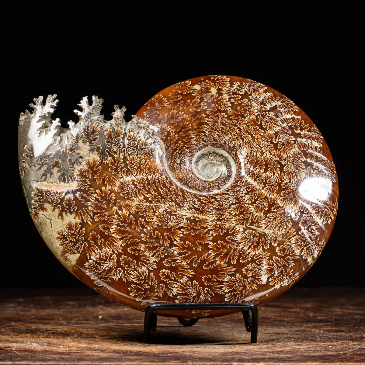 Ammonite Cleoniceras