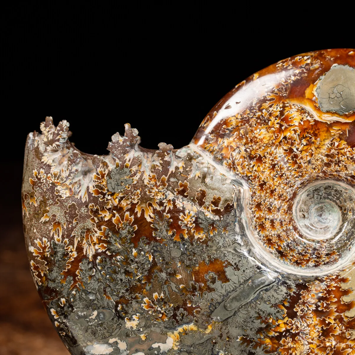 Ammonite Cleoniceras