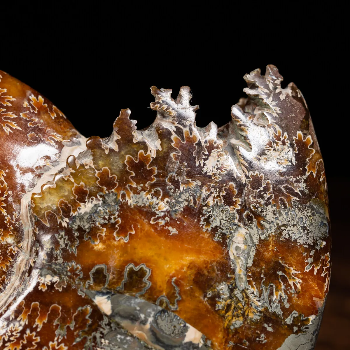Ammonite Cleoniceras