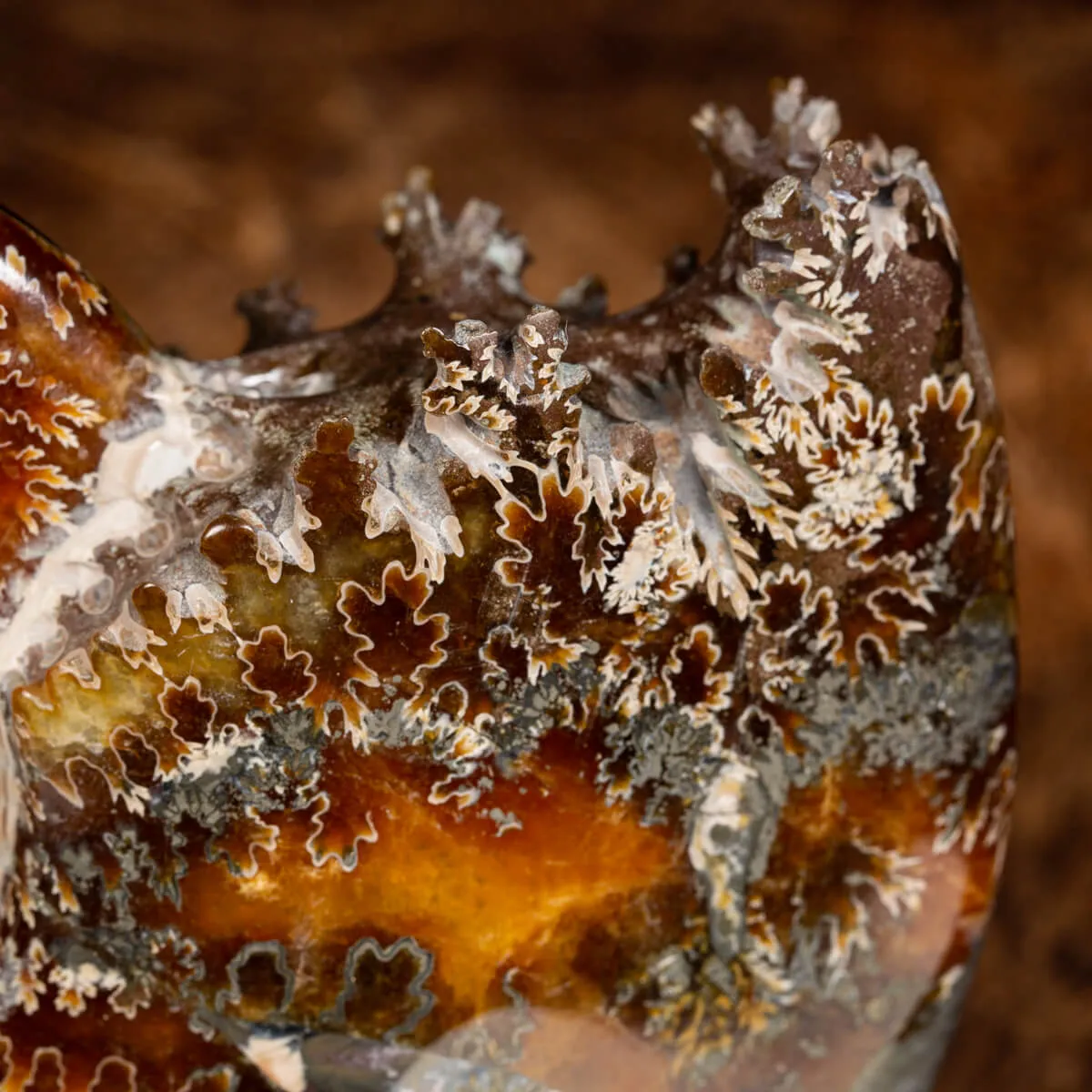Ammonite Cleoniceras