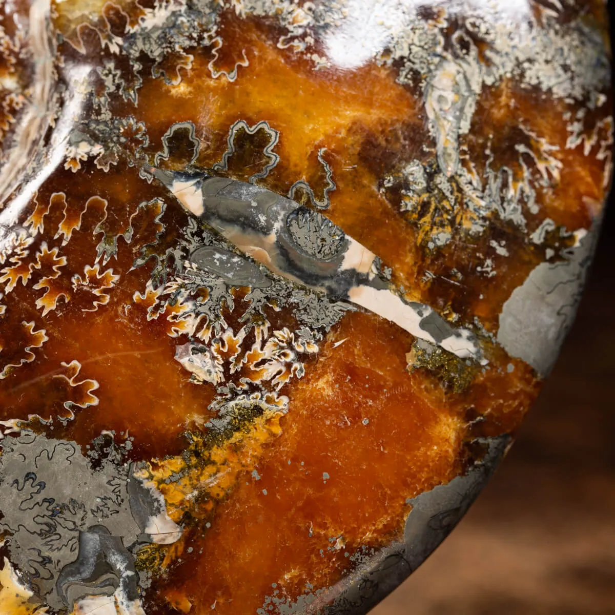 Ammonite Cleoniceras