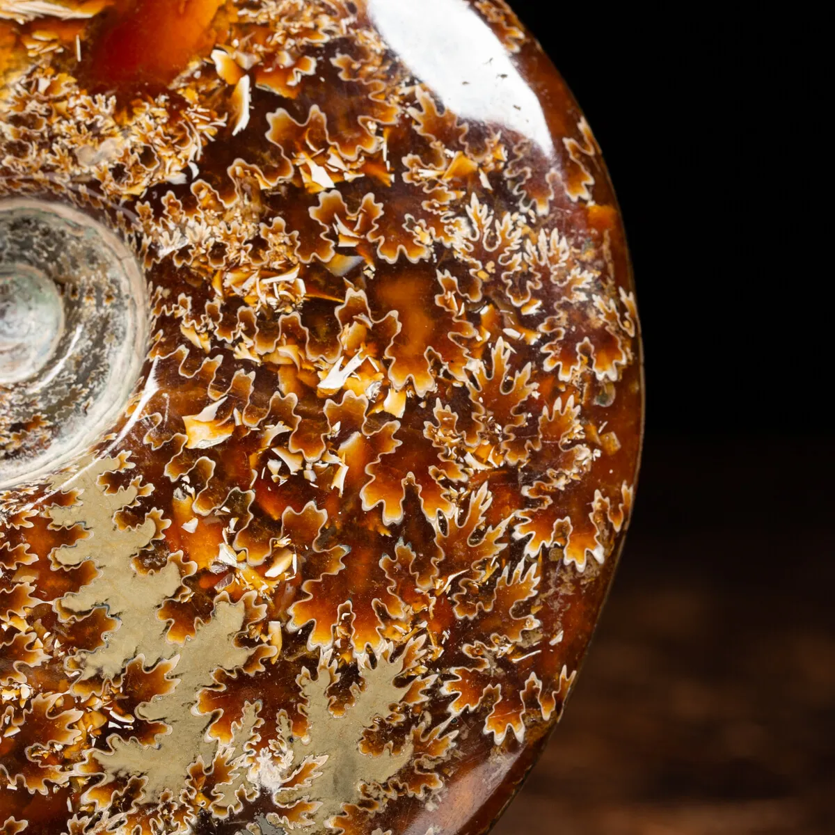 Ammonite Cleoniceras