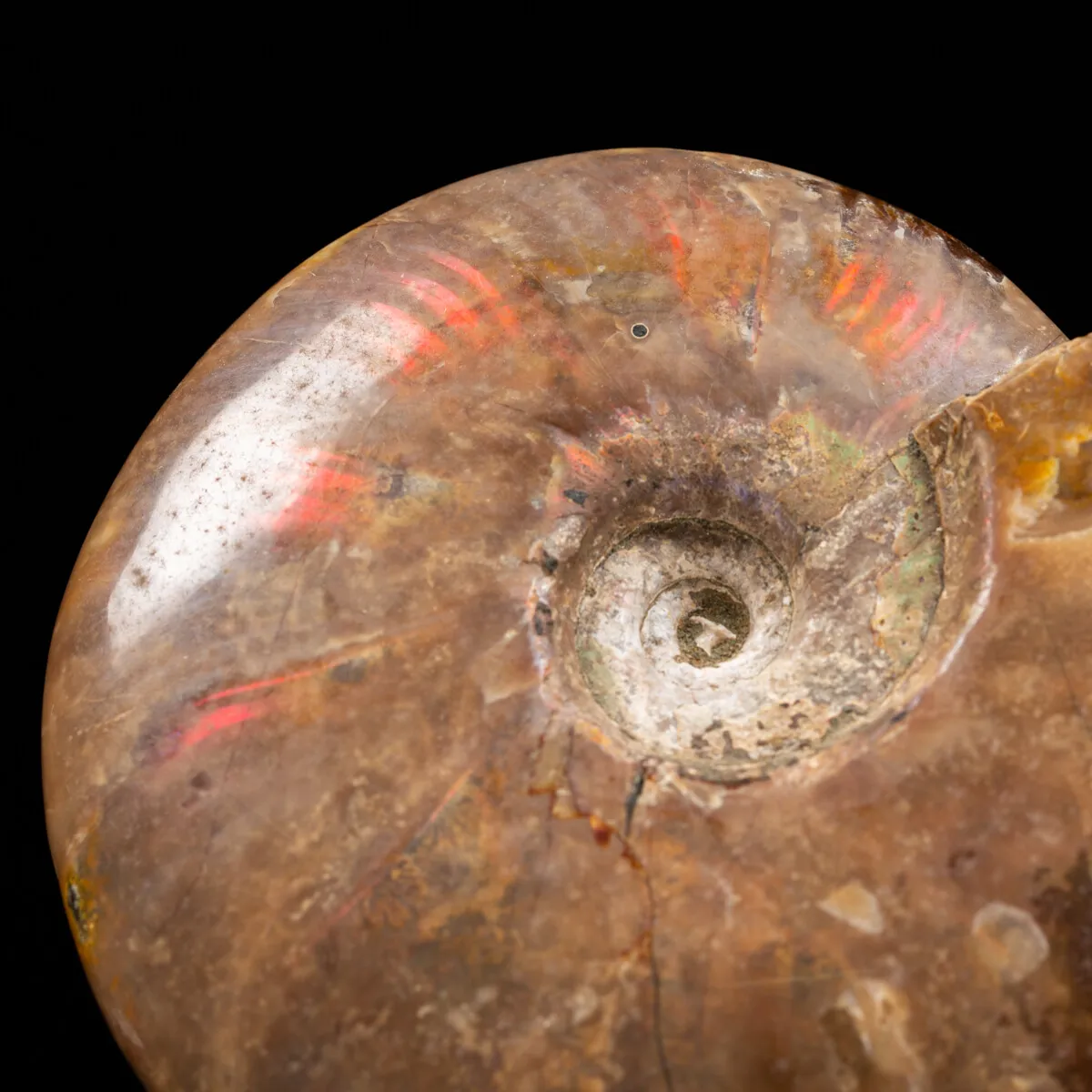 Ammonite Cleoniceras