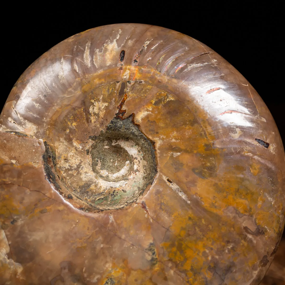 Ammonite Cleoniceras