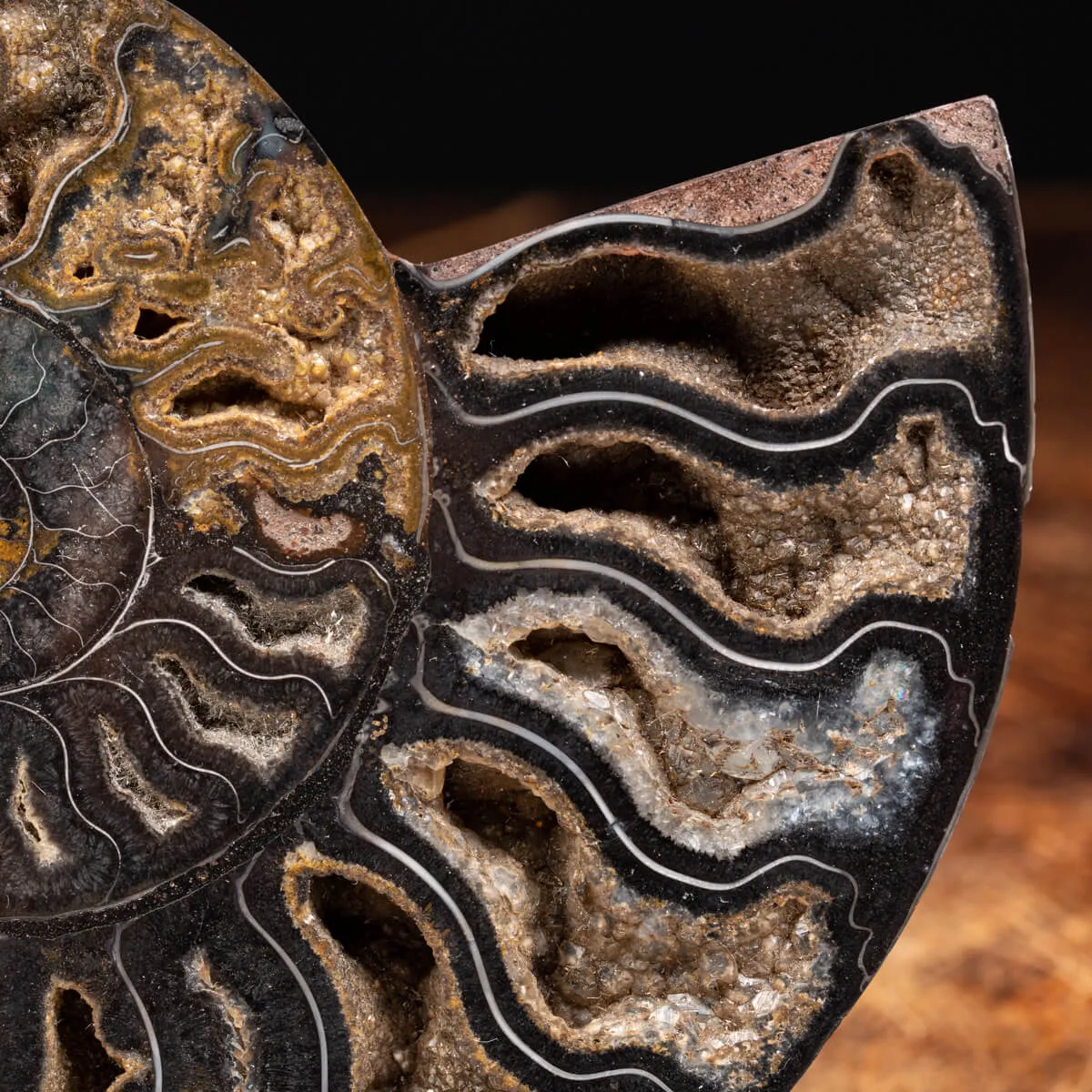 Ammonite Cleoniceras Nera
