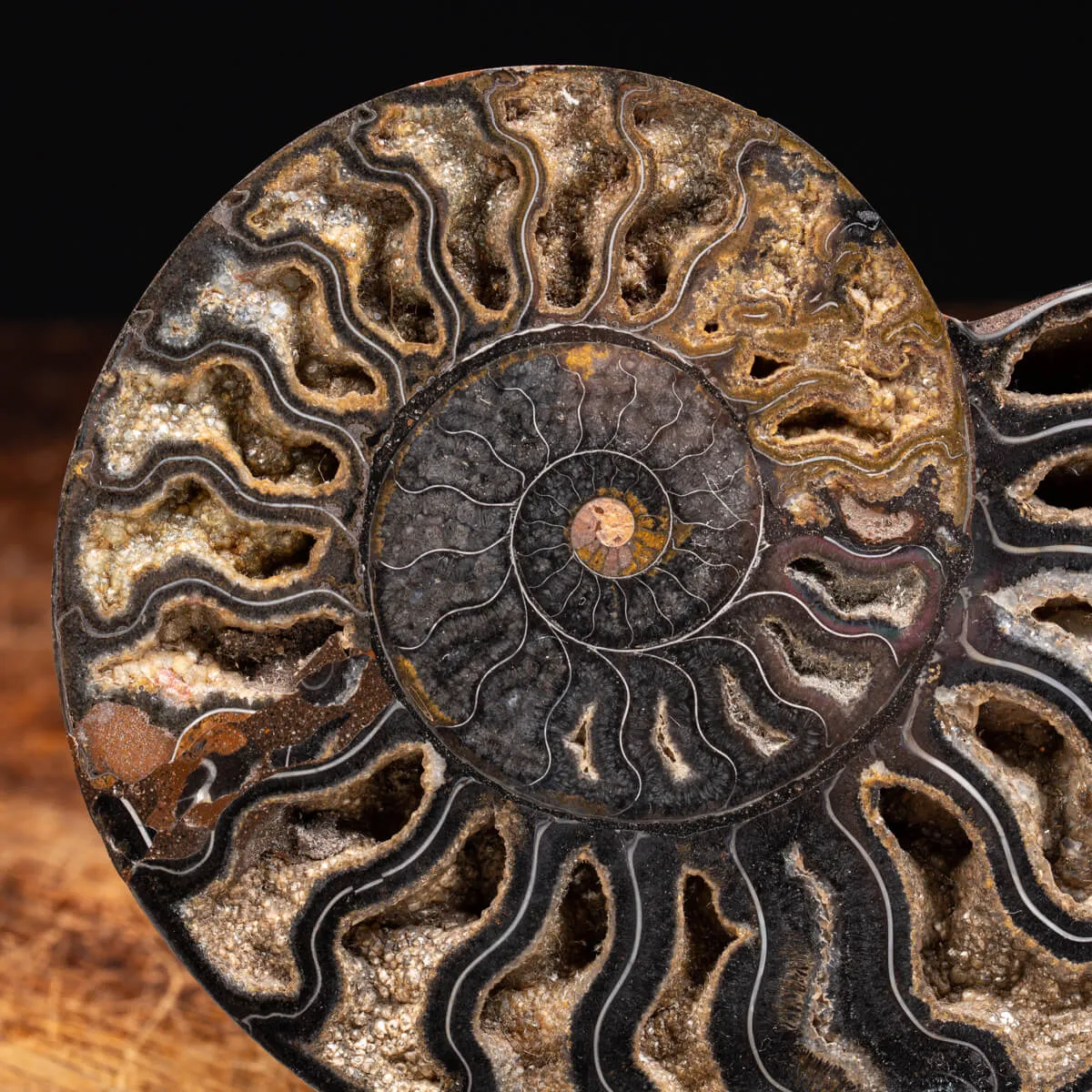 Ammonite Cleoniceras Nera