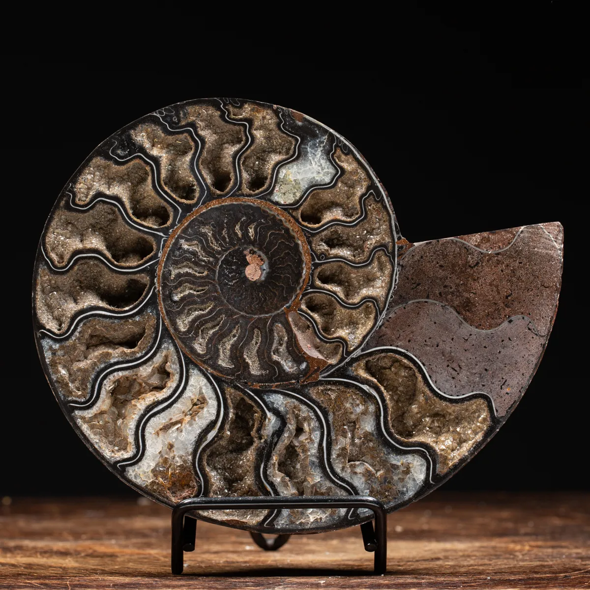 Ammonite Cleoniceras Nera
