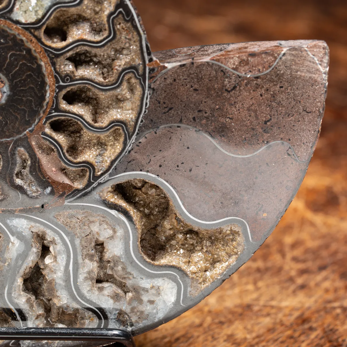 Ammonite Cleoniceras Nera