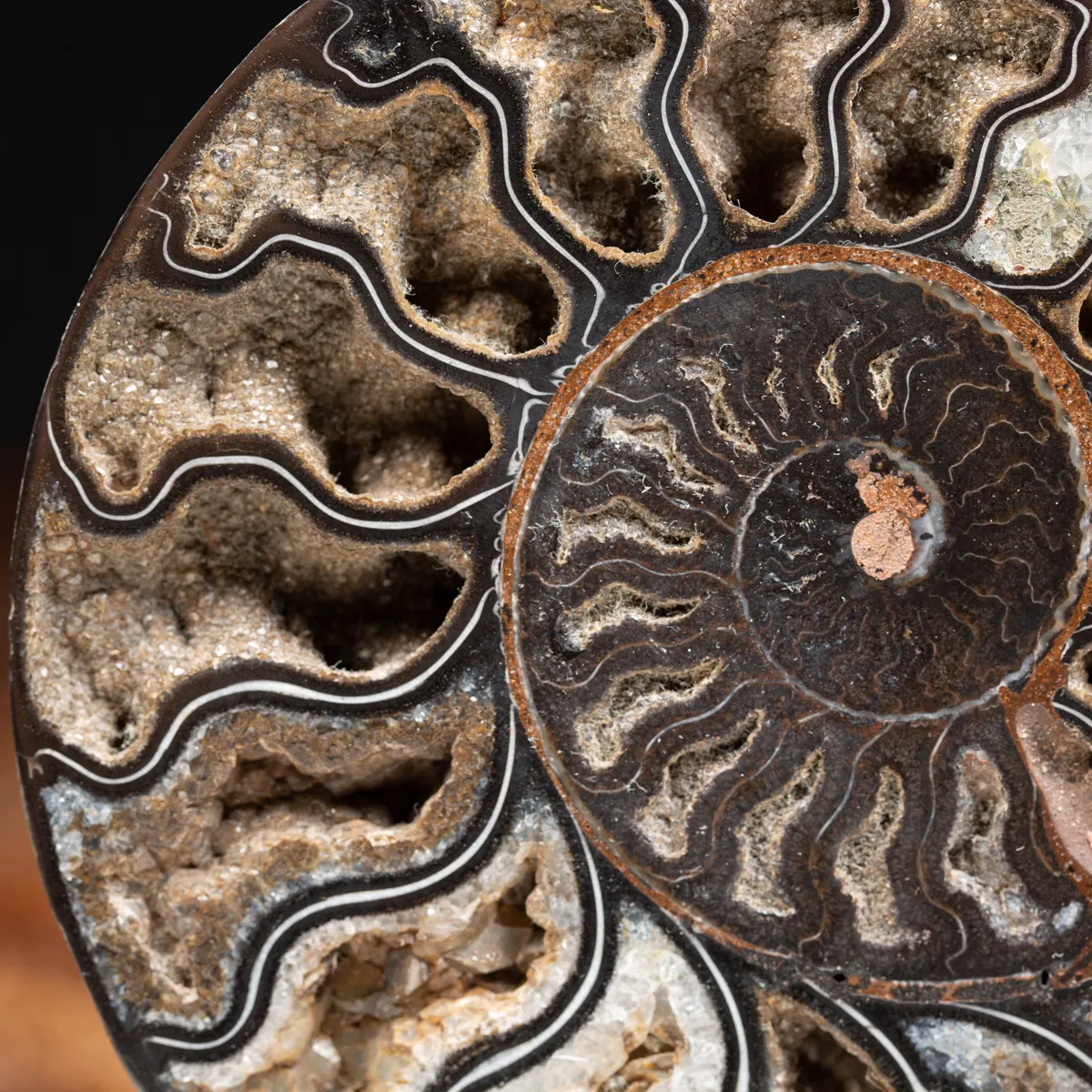 Ammonite Cleoniceras Nera